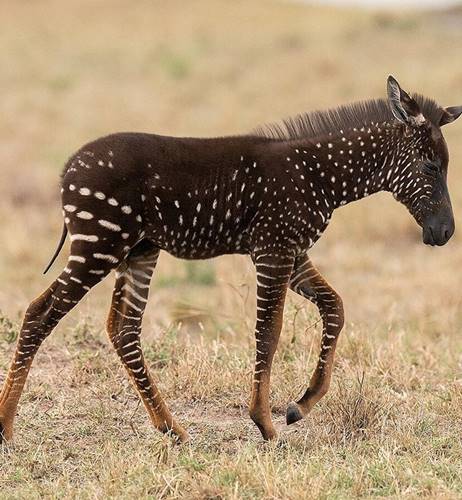 Rare polka-dotted zebra foal spotted in Maasai Mara