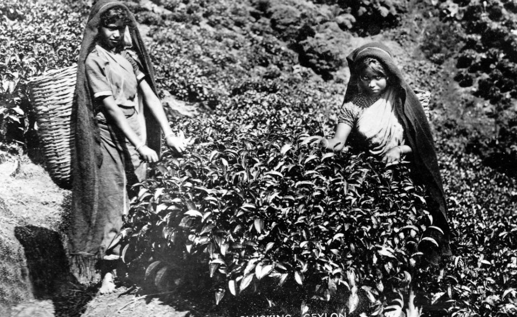 History of Ceylon tea, Indian Tamils, Sirima - Shastri pact