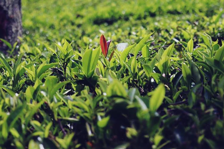 History of Ceylon tea, Indian Tamils, Sirima - Shastri pact