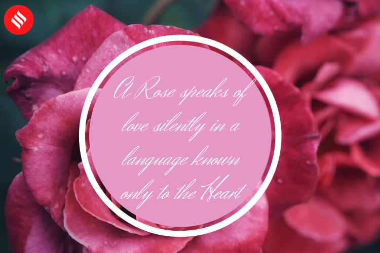 Valentines day 2020 Rose day 2020 images and wishes