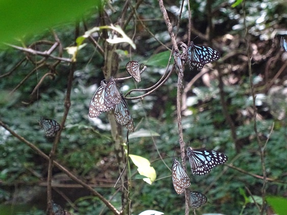 Congregation of butterflies Special Arrangement - Picture Courtesy TNBS