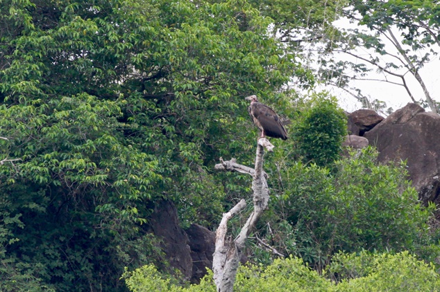 Decline and conservation of Asian King Vulture in Sigur Plateau of Nilgiris