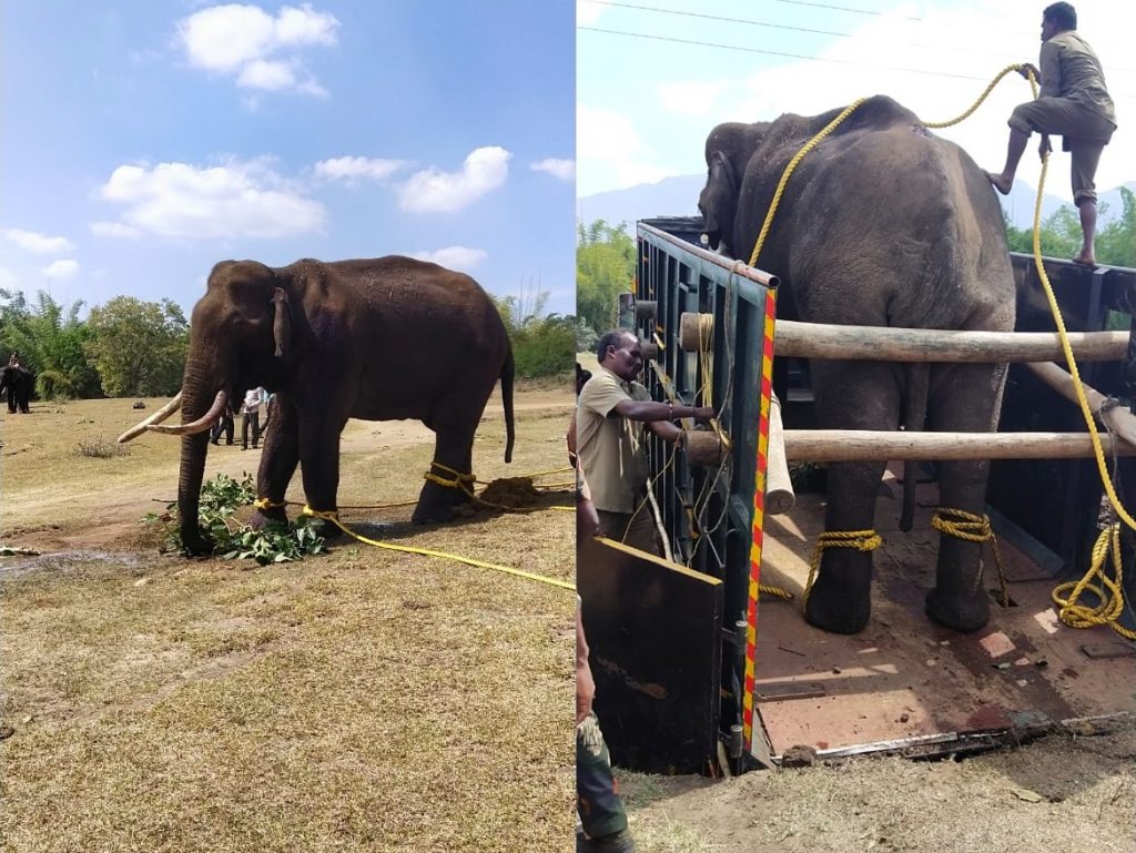 It felt like my personal loss says the caretaker of deceased elephant