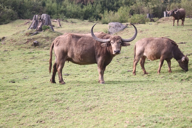 History and culture of Nilgiris Toda tribes