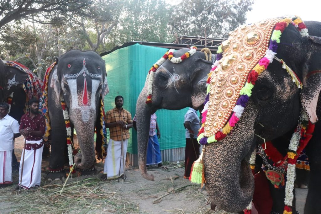48-day retreat for temple elephants kicks off near Mettupalayam