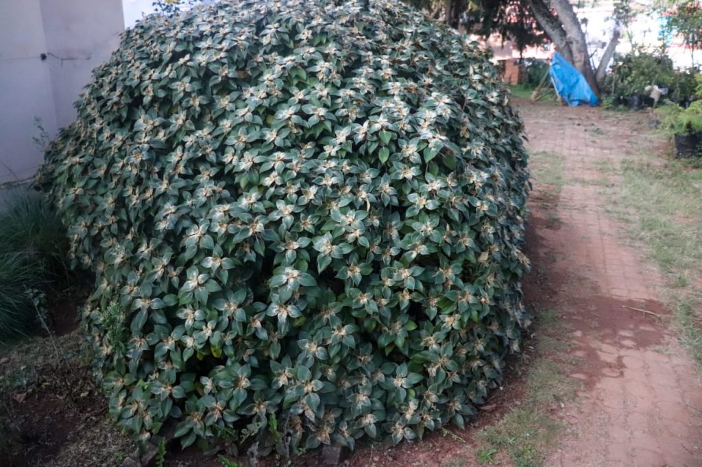 strobilanthes lanata