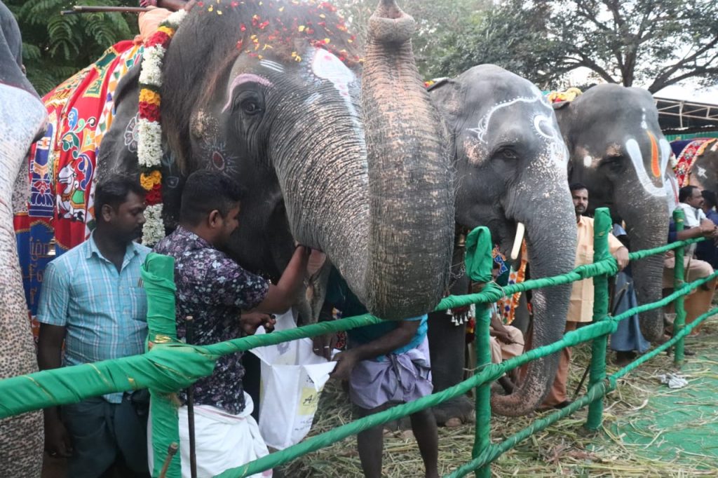 48-day retreat for temple elephants kicks off near Mettupalayam